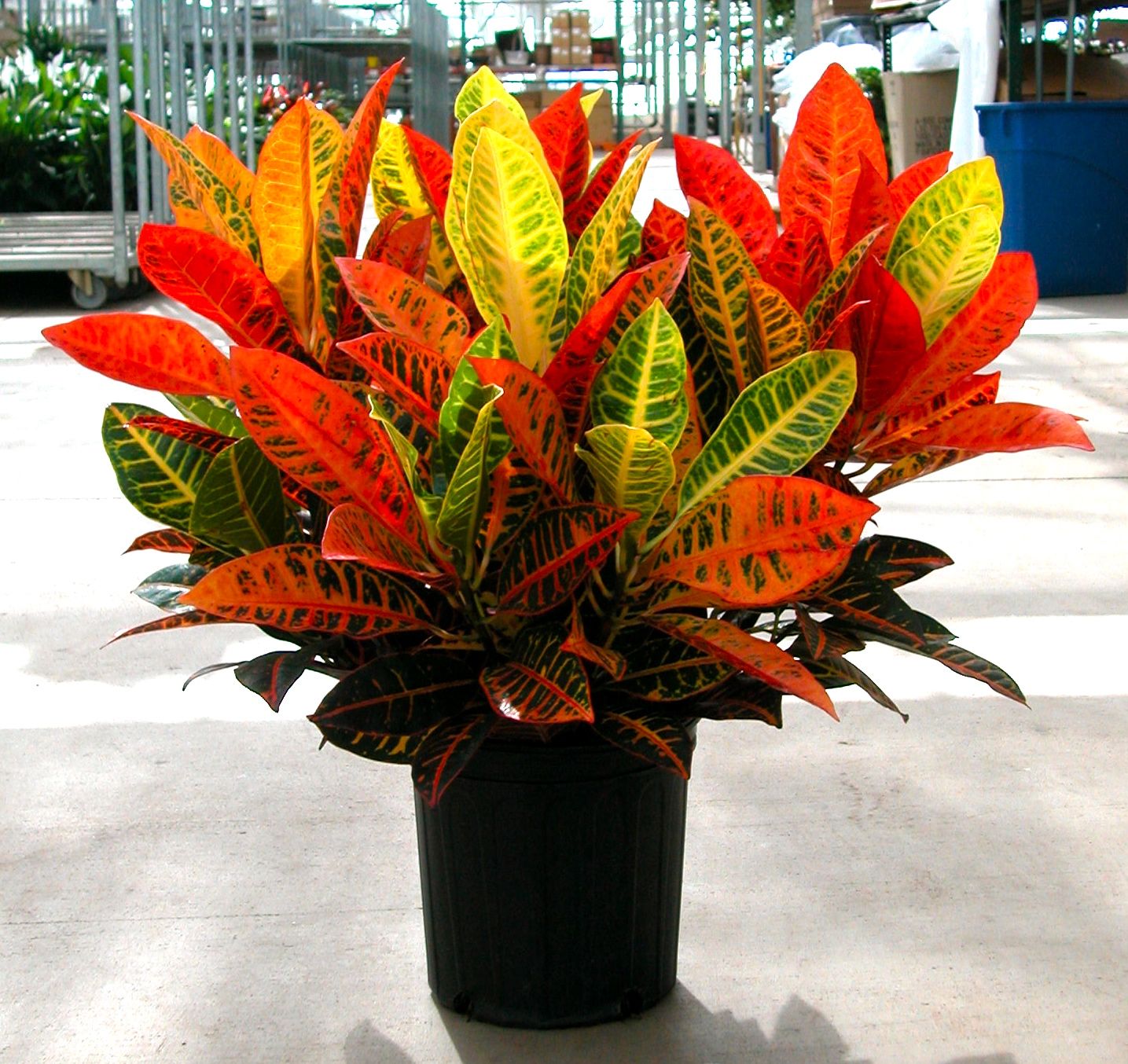 Комнатный цветок с разноцветными листьями фото и название
